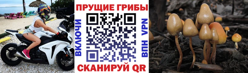 Галлюциногенные грибы Cubensis  Купить  Новый Уренгой 